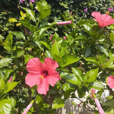 Paradis Entre Et Montagne Appartement *